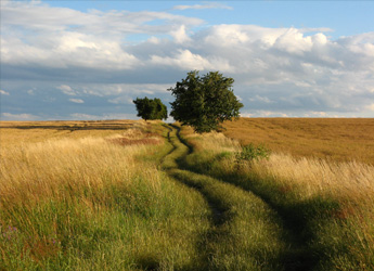 tjanster